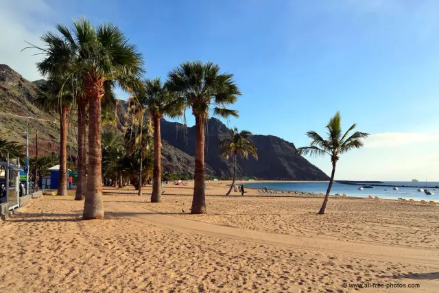 Actividades que no te puedes perder en Tenerife